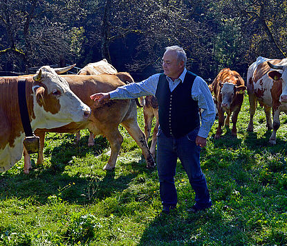 Walter Gross streichelt eine seiner Kühe