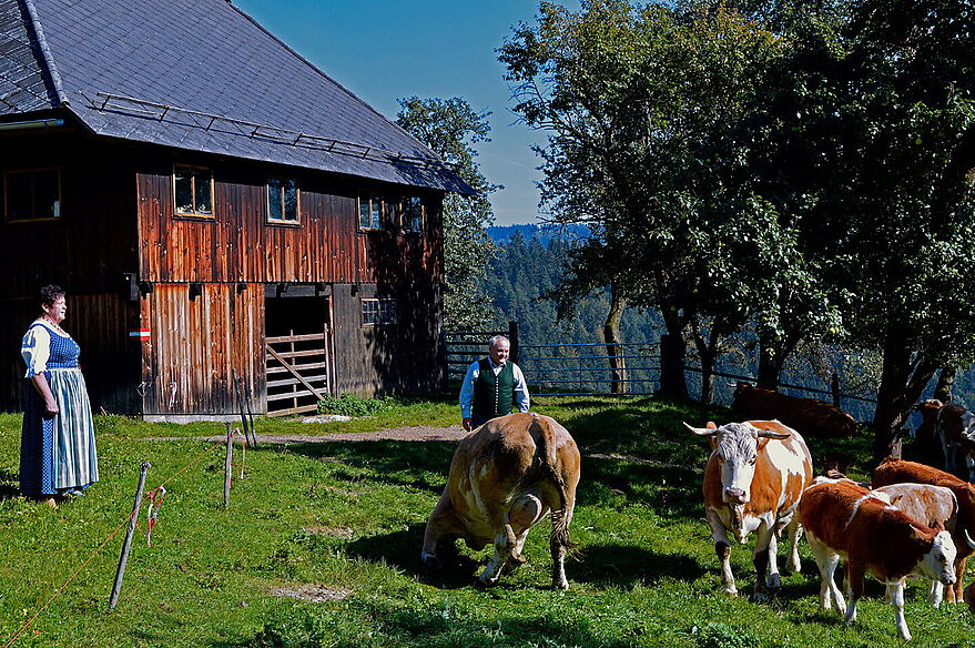 Familie Groß und ihre Kühe auf der Wiese