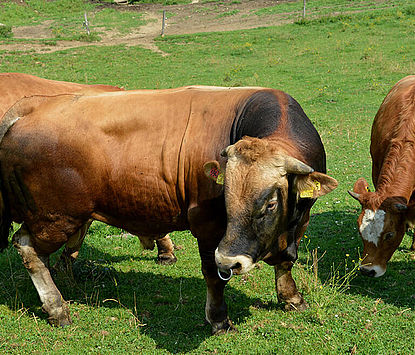 Stier vom Bauernhof Ruhri